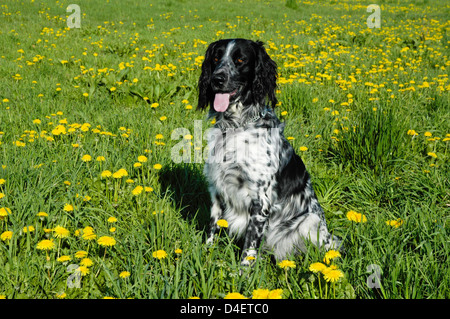 Grosser Muensterlaender (Canis lupus f. familiaris) • Ostalbkreis ; Baden Württemberg ; Deutschland ; Allemagne ; Banque D'Images