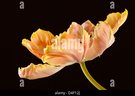 Close up of parrot tulip flower Banque D'Images