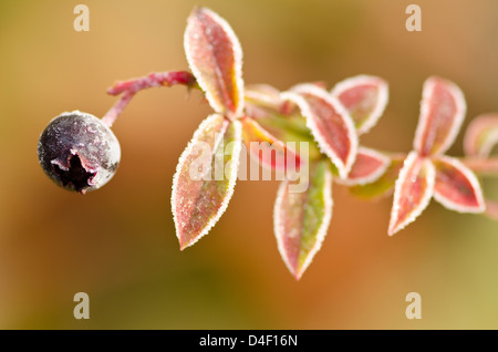 Close up of frosty plants de bleuets Banque D'Images