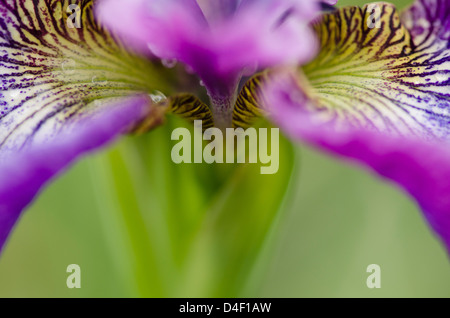 Close up of iris flower Banque D'Images