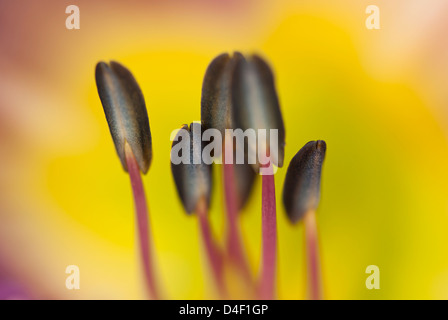 Close up of day lily étamines Banque D'Images