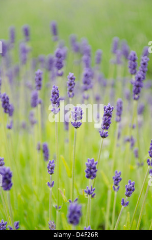 Close up of lavender flowers in field Banque D'Images