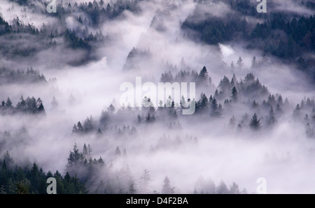 Vue aérienne de la forêt de brouillard roulant sur Banque D'Images