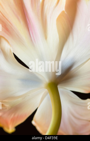 Close up of tulip stem Banque D'Images