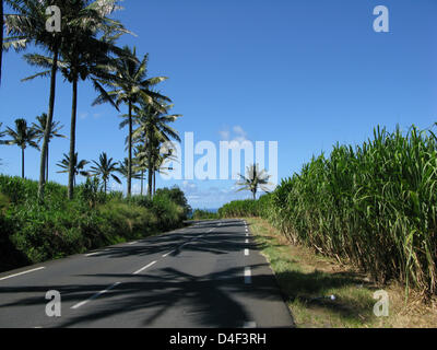 Une route rurale typique à côté des plantations de canne à sucre à la Réunion, France, 15 avril 2008. La canne à sucre est une branche importante de l'économie dans les pays voisins, tandis que l'île Maurice sur la Reunion il est fortement subventionnée. Photo : Lars Halbauer Banque D'Images