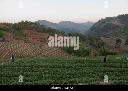 Doi Angkhang, Thaïlande, de travailler sur un champ de fraises Banque D'Images