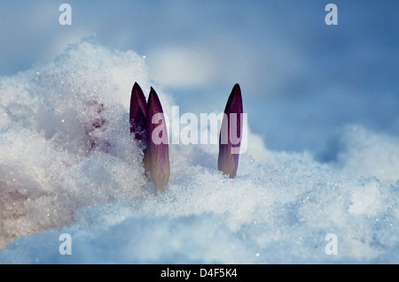 Crocus de printemps dans la neige, Frühlings-Krokus im Schnee Banque D'Images