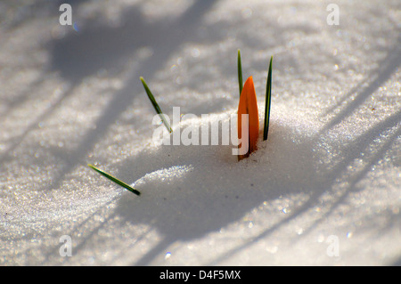 Crocus jaune dans la neige, Gelber-Krokus im Schnee Banque D'Images