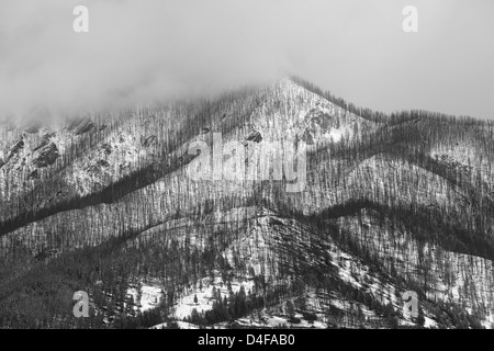 Les arbres croissant sur montagne enneigée Banque D'Images