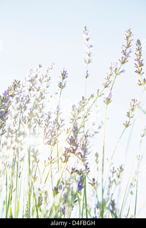 Fleurs de Lavande en fleurs dans le jardin des herbes biologiques Banque D'Images