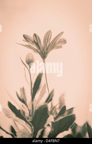 Low angle view de fleurs fraîches dans un style vintage sepia Banque D'Images