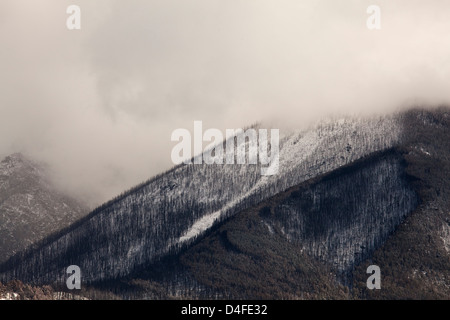 Les arbres croissant sur montagne enneigée Banque D'Images