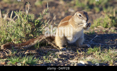 Le Spermophile (Ha83 inauris) se trouve dans la plupart des régions plus sèches de l'Afrique australe. Banque D'Images