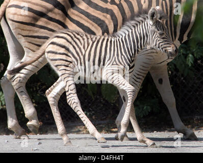 Le nouveau-né grâce à son boîtier n'frolicks zebra à Dresde, Allemagne, 06 août 2008. Dresde a maintenant un total de quatre zèbres. Photo : MATTHIAS HIEKEL Banque D'Images