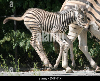 Le nouveau-né grâce à son boîtier n'frolicks zebra à Dresde, Allemagne, 06 août 2008. Dresde a maintenant un total de quatre zèbres. Photo : MATTHIAS HIEKEL Banque D'Images