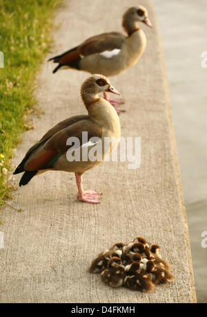 Dix petits poussins oies égyptiennes (lat. : Alopochen aegyptiacus) caresser devant leurs parents sur les rives de la rivière Main à Francfort-sur-Main, Allemagne, 9 juin 2008. Photo : Wolfram Steinberg Banque D'Images