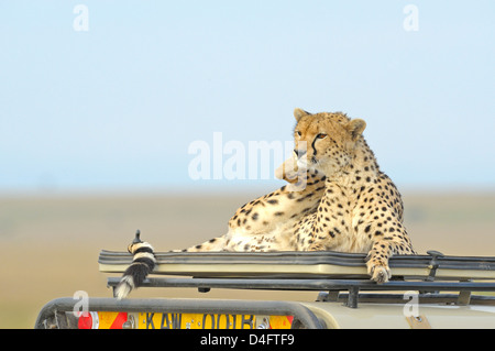 Guépards sauvages sur le dessus d'un véhicule de tourisme dans le Masai Mara, Kenya, Afrique Banque D'Images