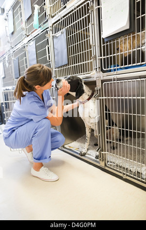 Mettre en chenil de chiens de l'EFP Banque D'Images