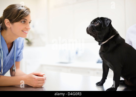 Accueil vétérinaire chien dans la chirurgie de l'EFP Banque D'Images