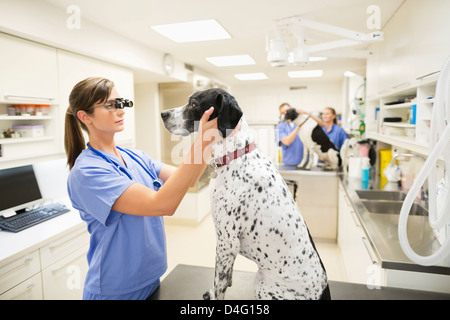 L'examen vétérinaire oreilles de chien en chirurgie vétérinaire Banque D'Images