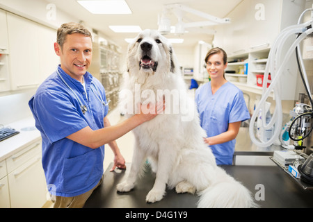 L'examen vétérinaire s chien dans la chirurgie de l'EFP Banque D'Images