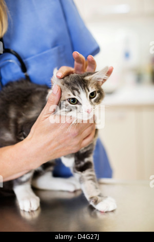 L'examen vétérinaire en chirurgie vétérinaire chat Banque D'Images