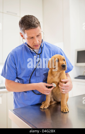 L'examen vétérinaire chien dans la chirurgie de l'EFP Banque D'Images