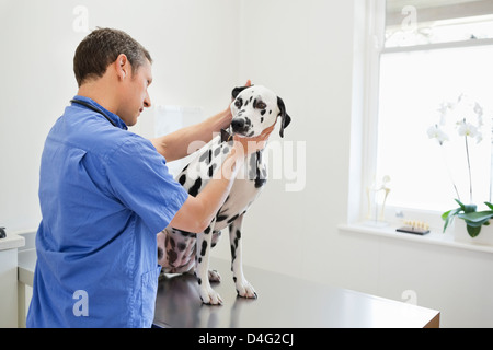 L'examen vétérinaire chien dans la chirurgie de l'EFP Banque D'Images