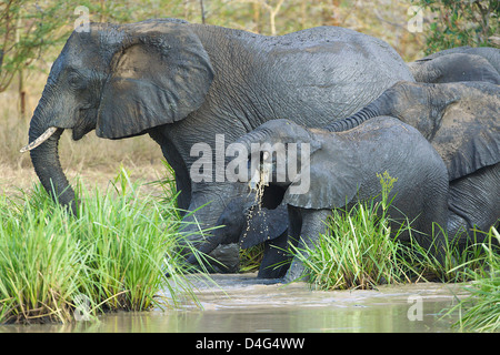 Les éléphants du Parc National de Saadani tanzanien potable Banque D'Images