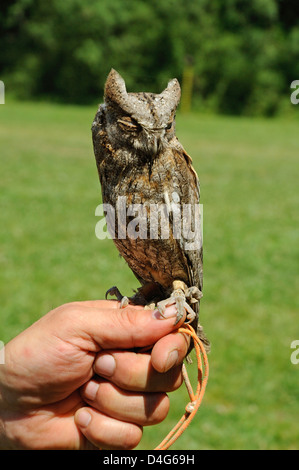 Zwergohreule (Otus scops Scops Owl eurasienne) • Baden-Württemberg, Deutschland, Allemagne Banque D'Images