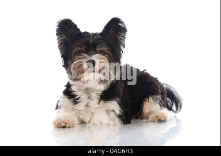 Yorkshire Terrier castor isolated on white Banque D'Images