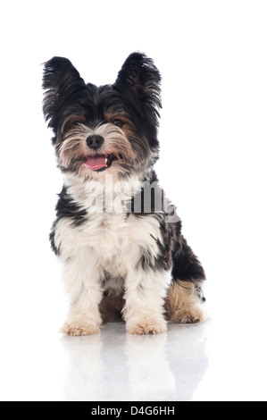 Yorkshire Terrier castor isolated on white Banque D'Images