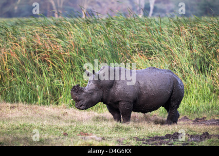 Le rhinocéros blanc (Ceratotherium simum), couvert de boue après se vautrer, Lewa Wildlife Conservancy, Laikipia, Kenya, Septembre, 2012 Banque D'Images