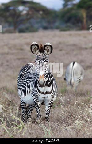 Le Zèbre de Grévy (Equus grevyi), Lewa conservancy, Laikipia, Kenya, septembre 2012 Banque D'Images