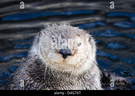 En Californie, la loutre de mer (Enhydra lutris), Monterey, CA. USA. Banque D'Images