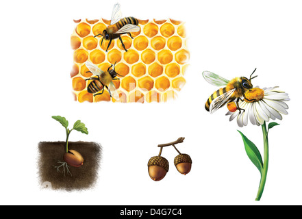 Abeille sur cellule, les abeilles et le miel, bumblebee Banque D'Images