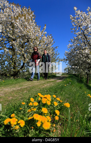 Altes Land, vieille Coutry, Randonneur sur la digue Luehe, Basse-Saxe, Allemagne Banque D'Images