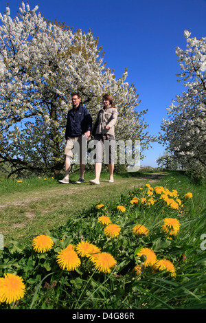 Altes Land, randonneur à Luehe dyke, Basse-Saxe, Allemagne Banque D'Images