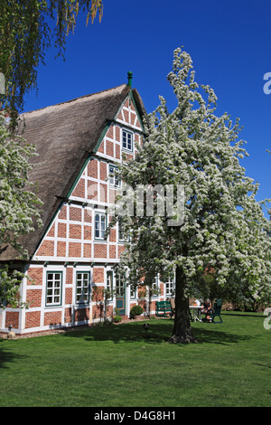 Altes Land, blossom poire-arbre en face d'une chaumière à fleuve Este, Basse-Saxe, Allemagne Banque D'Images