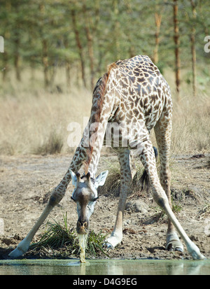 Girafe Giraffa camelopardalis boire au point d'eau du Parc National de Saadani Sud Banque D'Images