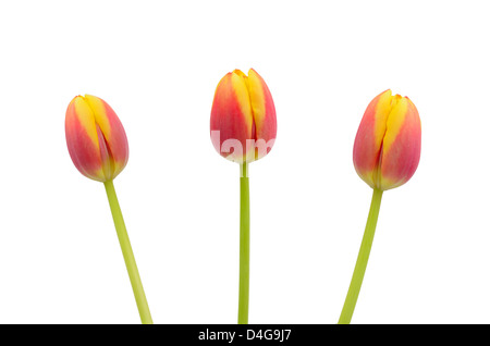 Trois tulipes isolated on white Banque D'Images