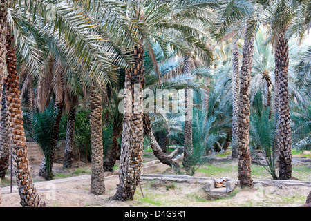 Palmiers dans l'Oasis d'Al Ain, Abou Dhabi, Émirats Arabes Unis Banque D'Images