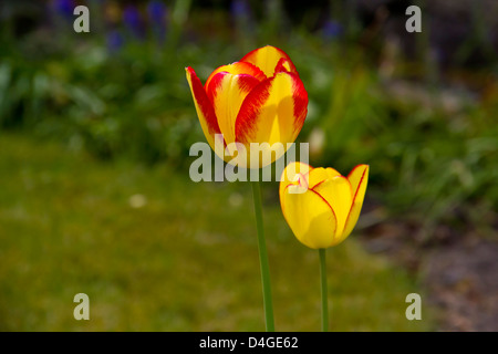 Une superbe paire de tulipes jaunes et rouges au soleil Banque D'Images