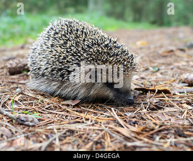 Hedgehog dans le bois sur un sentier Banque D'Images