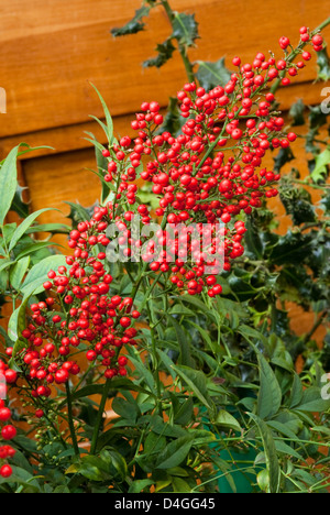 La Nandina domestica 'Richmond' Banque D'Images