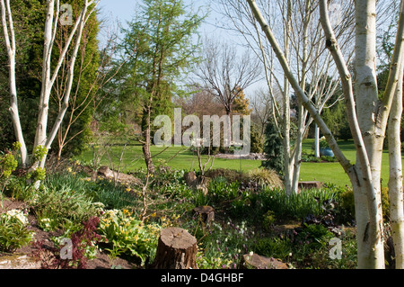 Jardin de printemps avec de petits bulbes de printemps et blanc bouleau arbres tiges à John's Garden à Ashwood pépinières. Banque D'Images