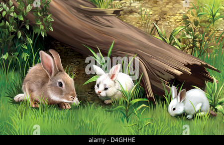 Les lapins sur une herbe. Banque D'Images