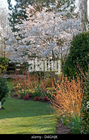 Prunus incisa 'La Mariée' avec des tiges de couleur (Cornus) en premier plan à John's garden, Anah pépinières. Banque D'Images