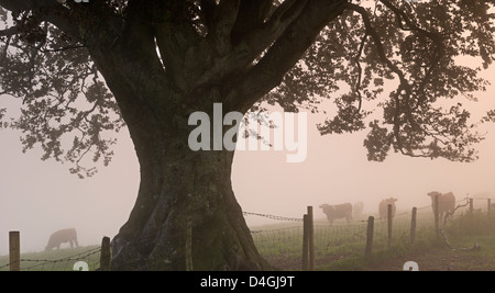 Le pâturage du bétail dans un champ à côté d'un vieil arbre, Devon, Angleterre. L'automne (septembre) 2012. Banque D'Images