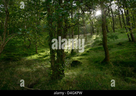 Hag bois avec lumière du soleil à travers les arbres, Elterwater valley,le Lake District, Cumbria, Angleterre,36MPX,HI-RES Banque D'Images